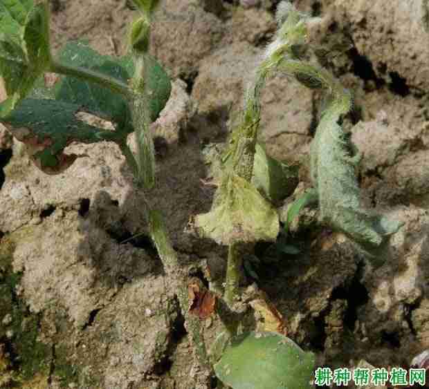 种植大豆如何防治大豆立枯病害(种植大豆如何防治大豆立枯病呢)